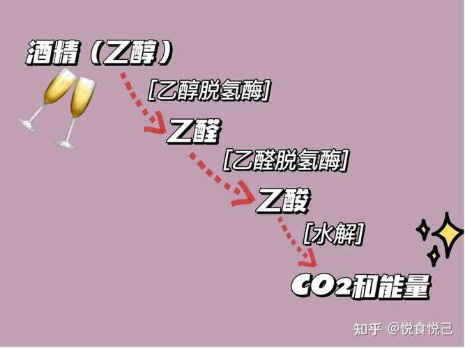 酒精代谢(酒精代谢产物)