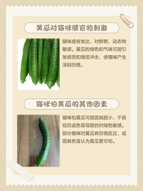 猫为什么怕黄瓜？（猫为什么怕黄瓜是真的吗）