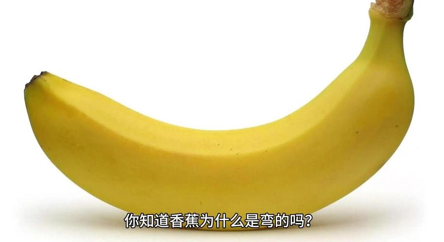 香蕉为什么是弯的？（为什么香蕉是弯的是怎么长的）