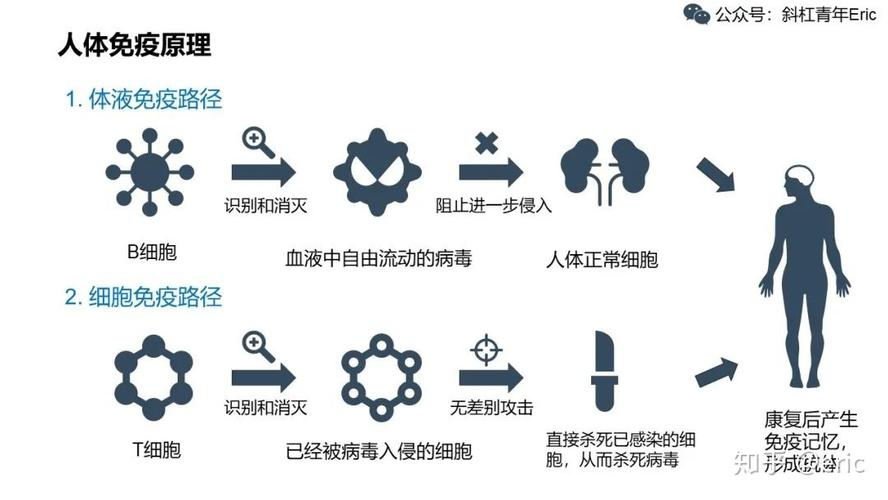 疫苗原理(疫苗原理动画演示)