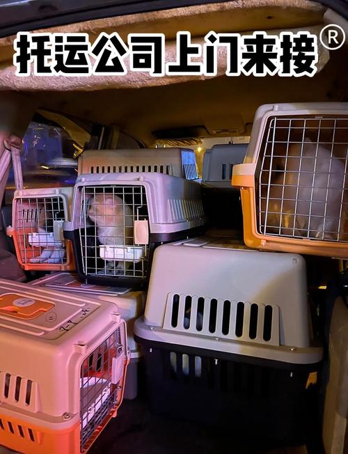 315在行动|多次确认托运箱合格 登机前却被“否决”？深圳航空宠物托运标准引不满