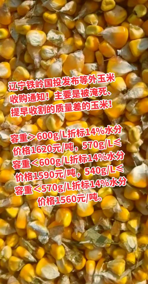 市场调研总结：东北玉米种植地租成本上涨	，下一季玉米价格高开？