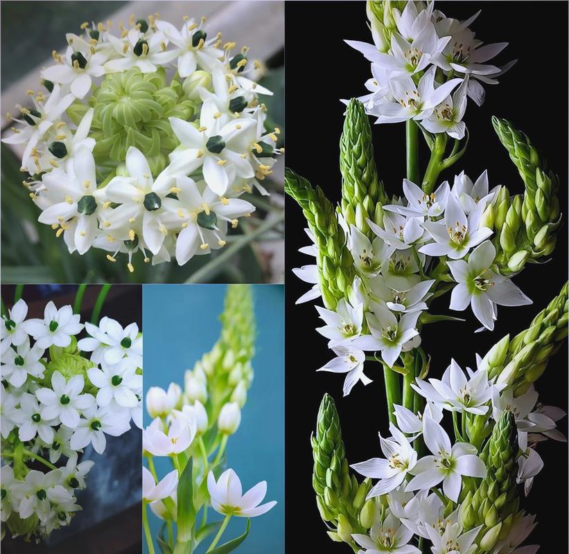 万年青：无逾期担保