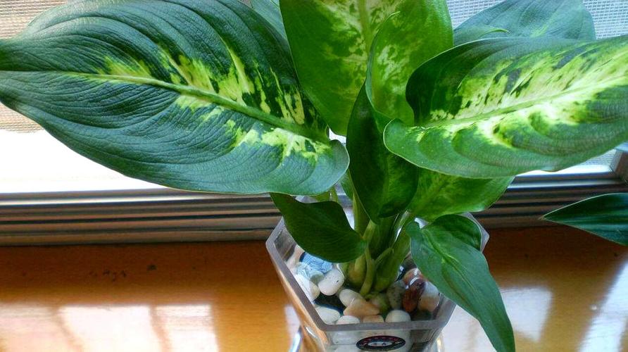 万年青：无逾期担保